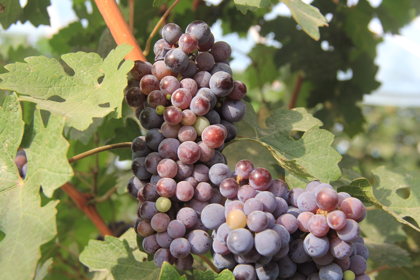 白露丨露從今夜白，詩(shī)酒入夢(mèng)來