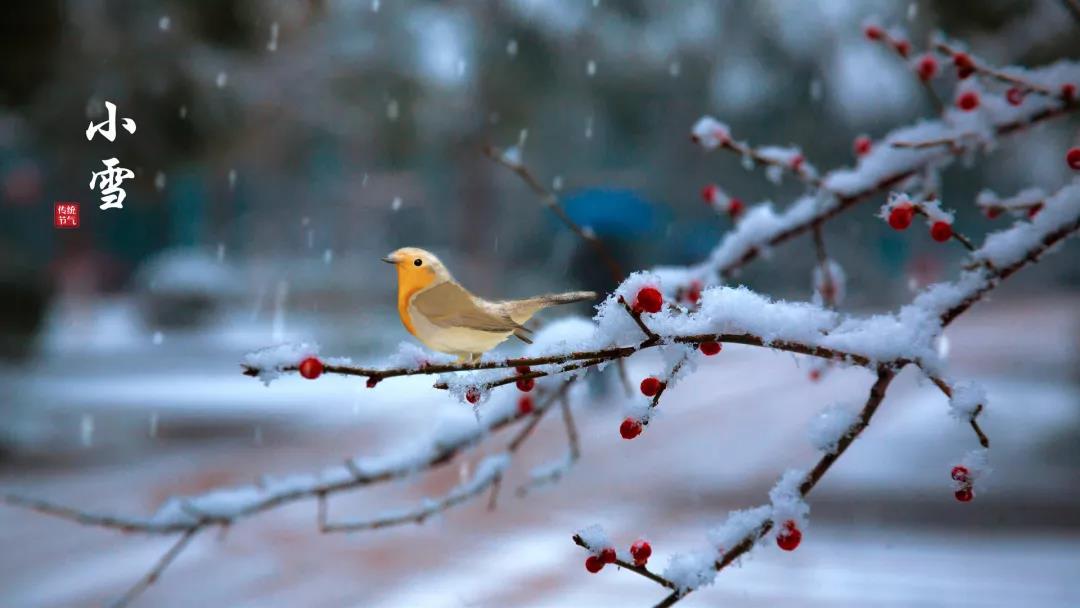 小雪 ▎等一地雪白，與歲月慢酌