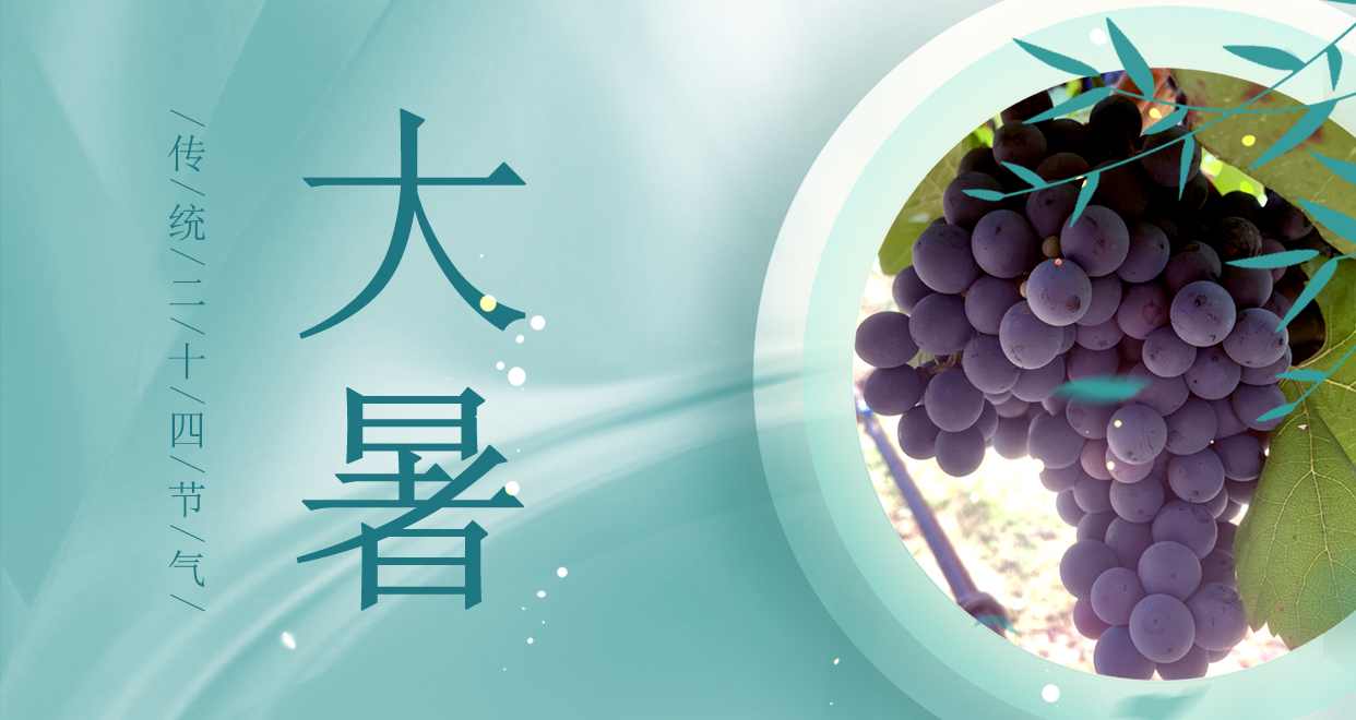 大暑 ▎時(shí)夏三伏盛，葡萄綴滿天
