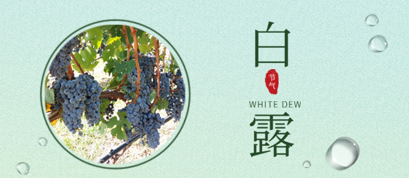 白露 ▎葡園循風(fēng)，奔赴一場秋色