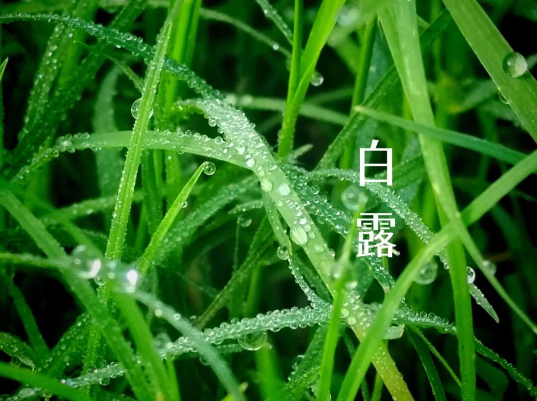 白露||霜凝秋意心自閑，歲月靜美福滿園